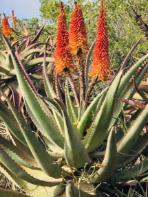 seven fountains farm guesthouse and restaurant breathe and relax eastern cape south africa 013