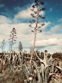 seven fountains farm guesthouse and restaurant breathe and relax eastern cape south africa 014