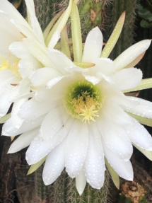 seven fountains farm guesthouse and restaurant breathe and relax eastern cape south africa 017