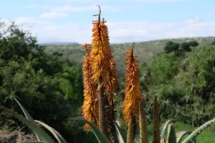 seven fountains farm guesthouse and restaurant breathe and relax eastern cape south africa 09